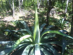 Image de Agave hookeri Jacobi