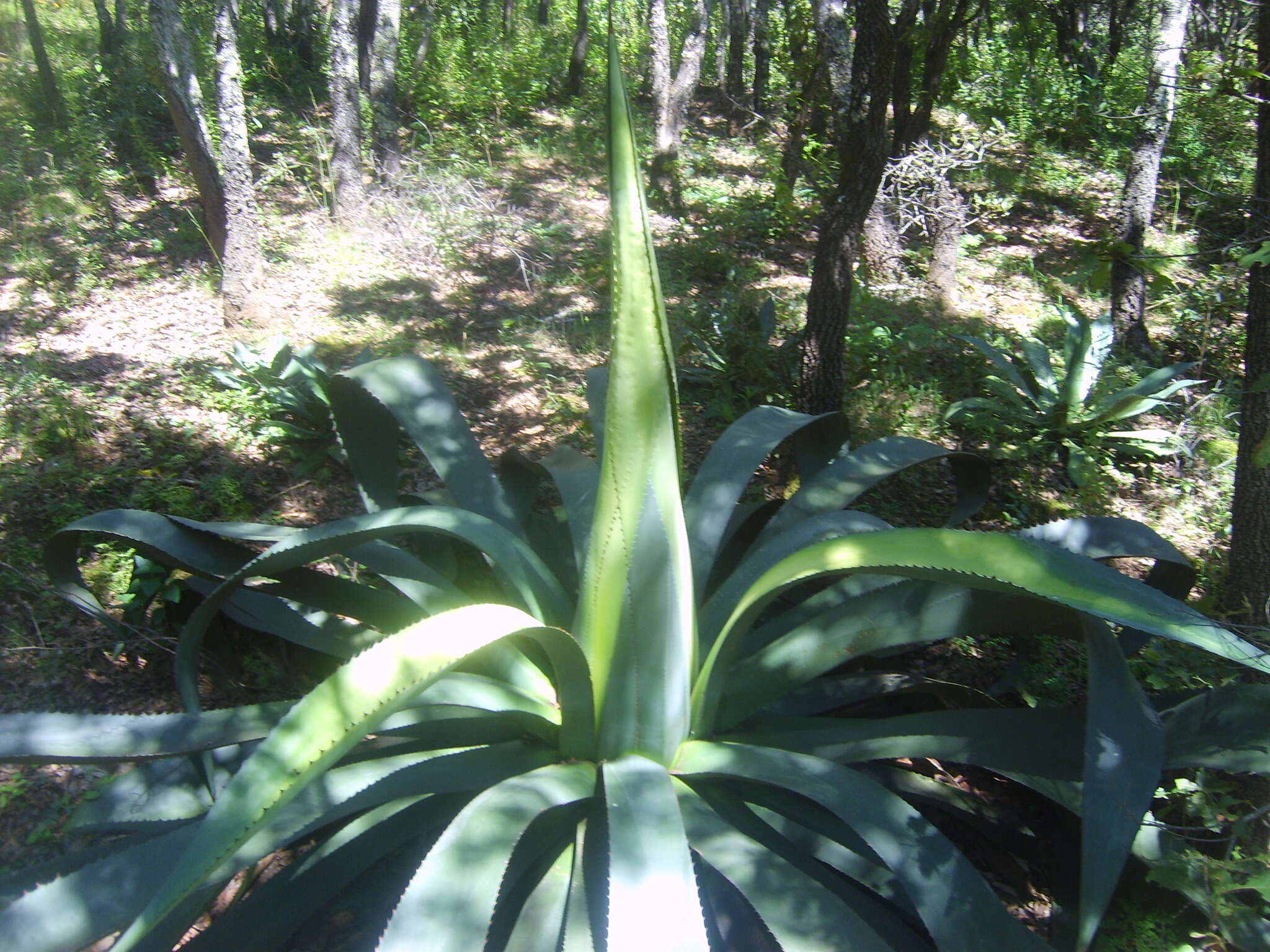 Sivun Agave hookeri Jacobi kuva