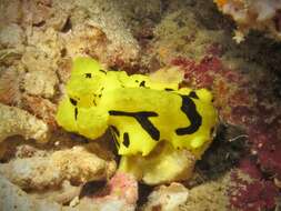 Image of Giant yellow nudibranch