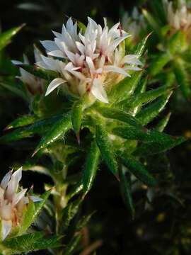Image of Upside-down Blombush