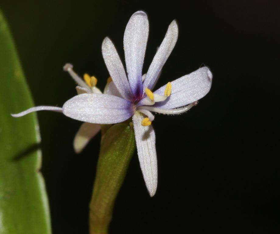 Image of Heteranthera zosterifolia Mart.