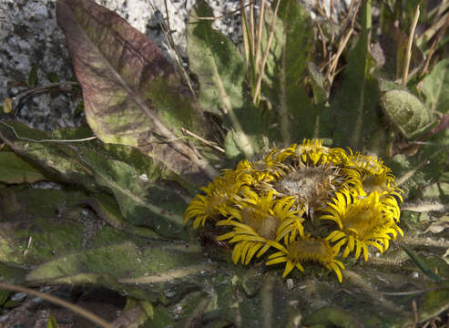 Image of Inula rhizocephala Schrenk