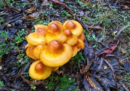 Image of Pholiota malicola (Kauffman) A. H. Sm. 1934