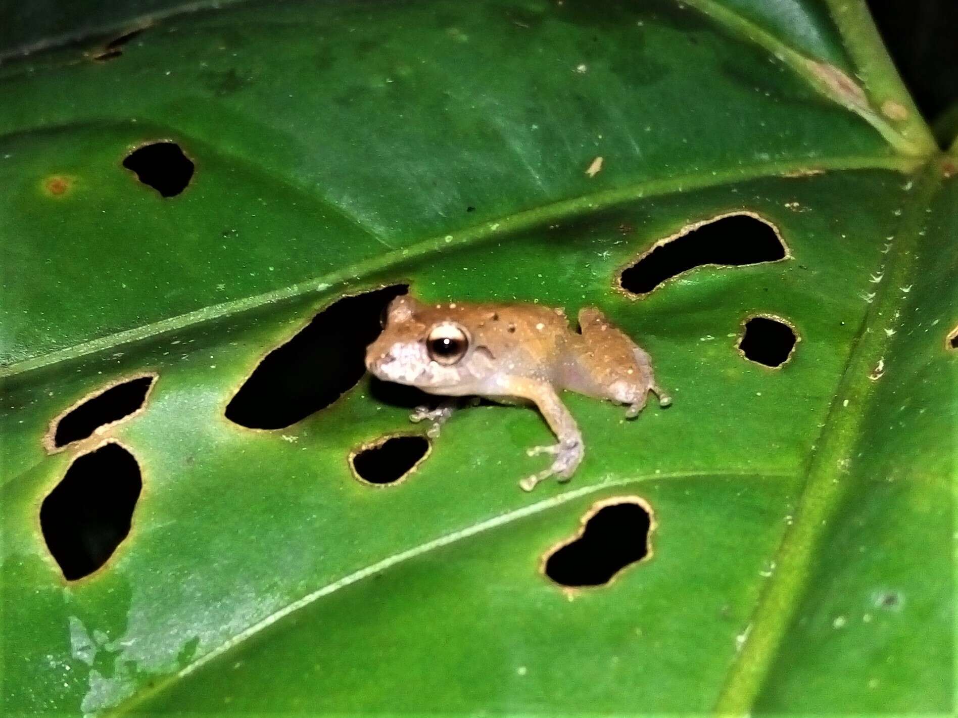 Image of Pristimantis viejas (Lynch & Rueda-Almonacid 1999)