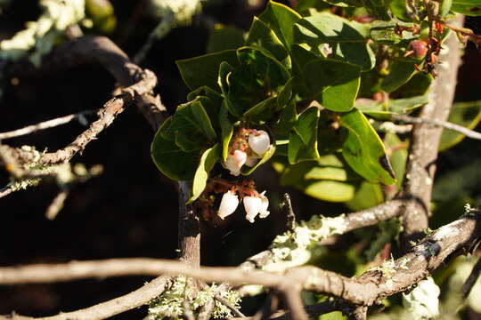 Image of brittleleaf manzanita