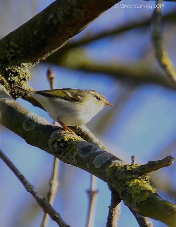 Image of Yellow-browed Warbler