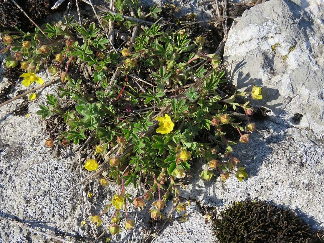 صورة Potentilla pusilla Host