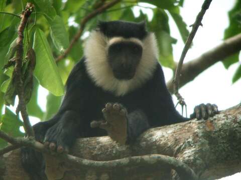 Image of Geoffroy's Black-and-White Colobus