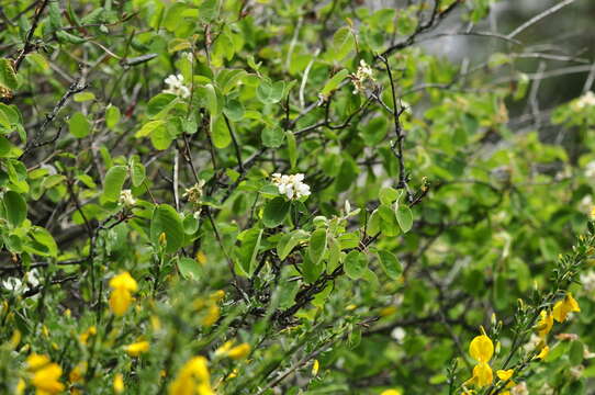 Image of Saskatoon serviceberry