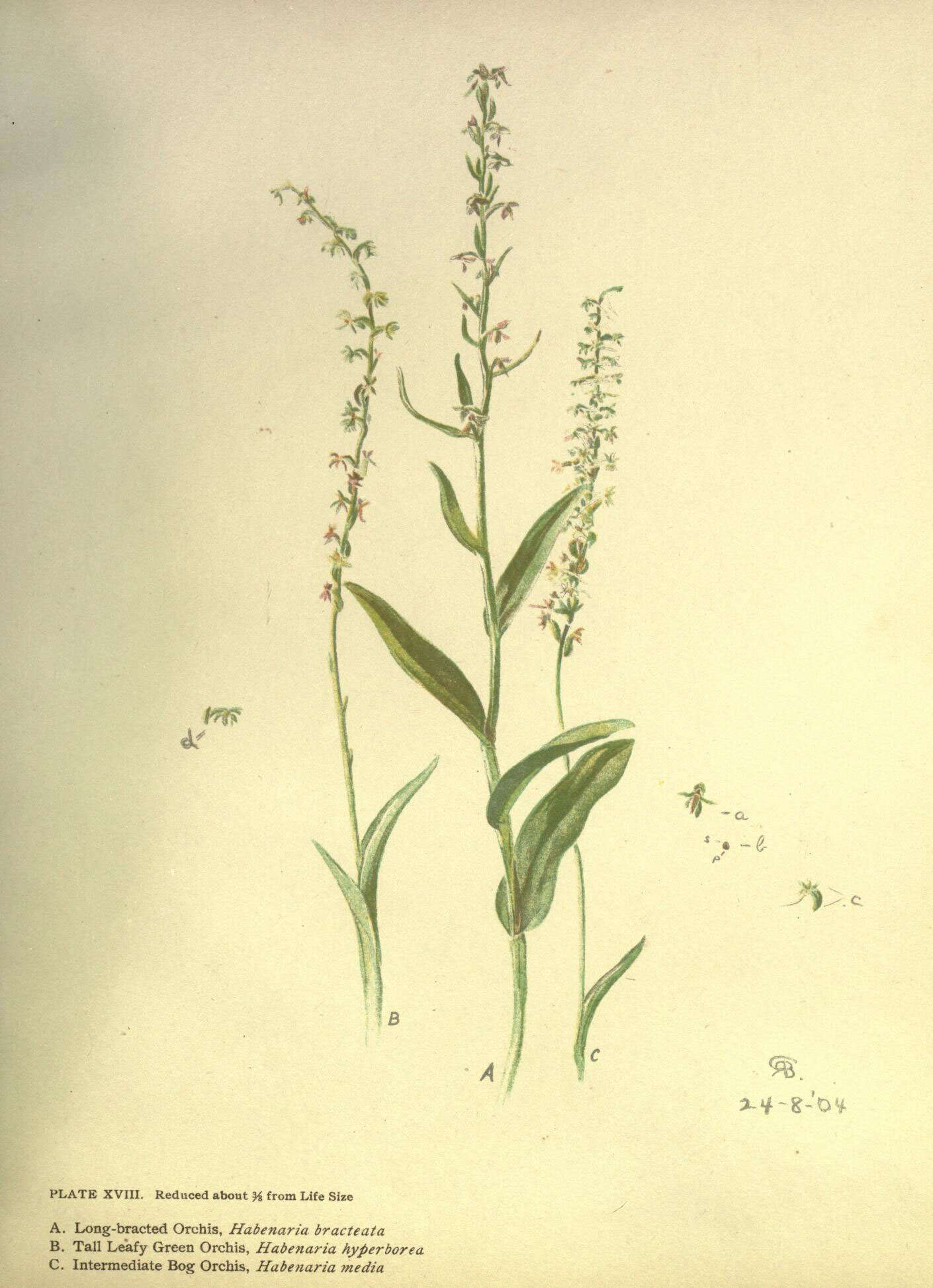 Image of Huron green orchid