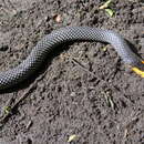 Image of Red-snouted Wolf Snake