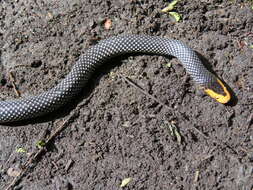 Image of Red-snouted Wolf Snake