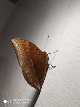 Imagem de Discophora lepida Moore 1857