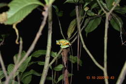 Image of Black-webbed Treefrog