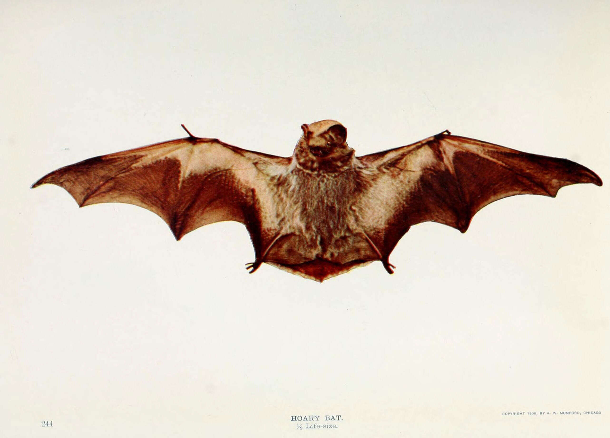 Image of Hawaiian Hoary Bat