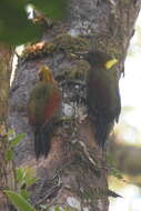 Image of Checker-throated Woodpecker