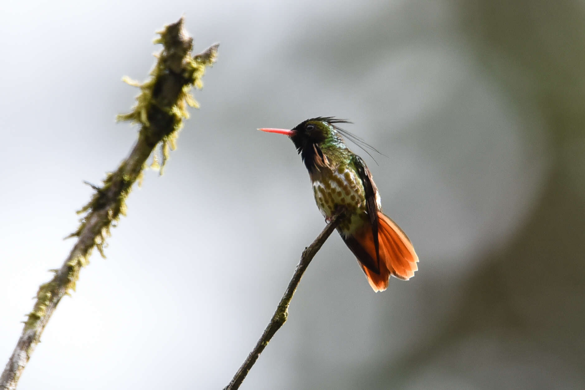 Lophornis helenae (Delattre 1843) resmi