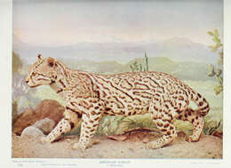 Image of Ocelot