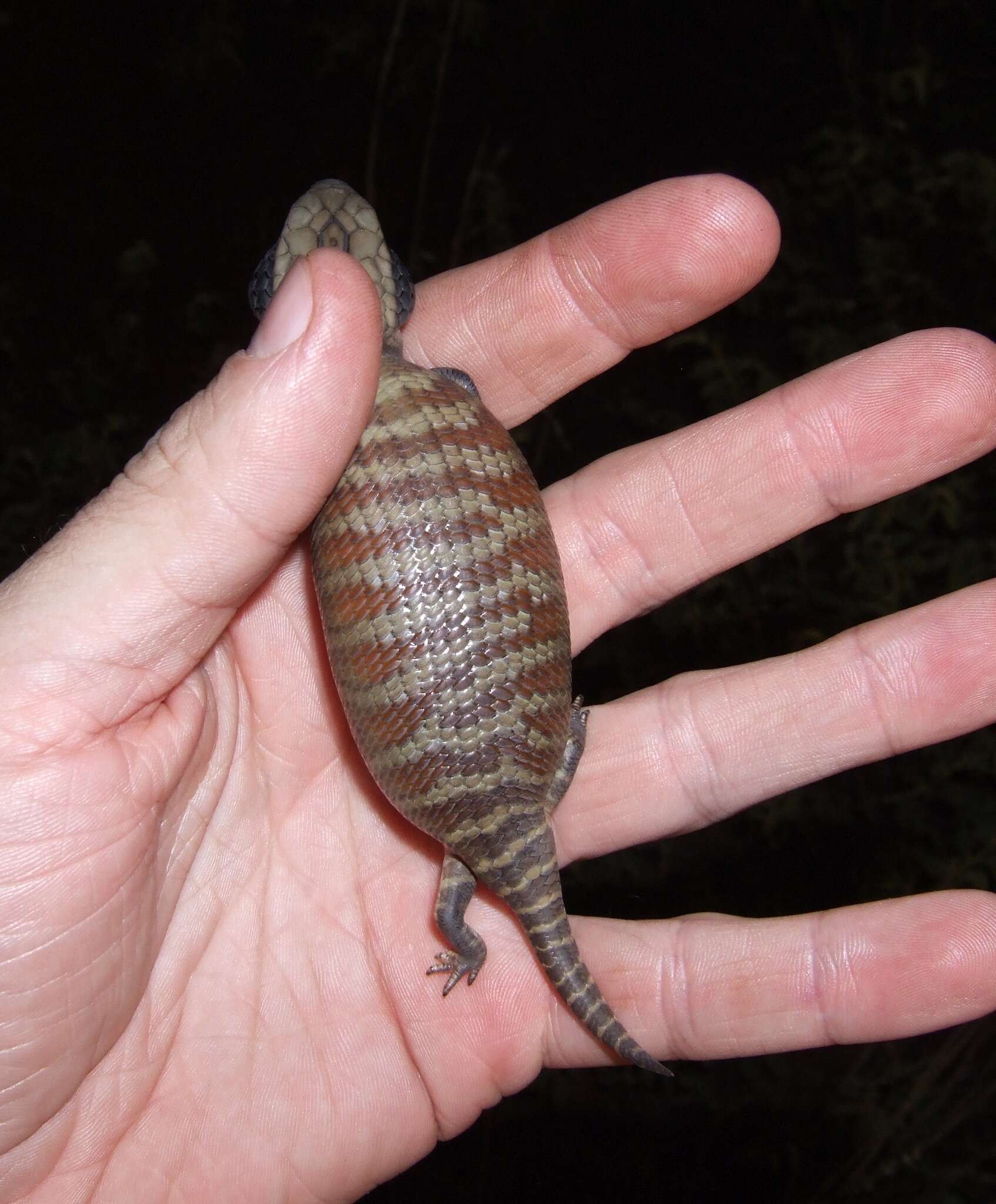 Image of Centralian Blue-Tongued Lizard