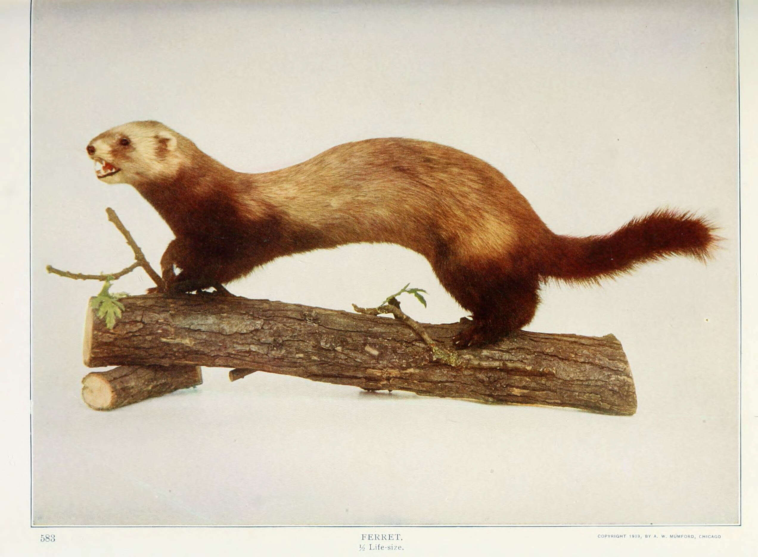 Image of domestic ferret