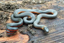 Image of Diadophis punctatus amabilis Baird & Girard 1853