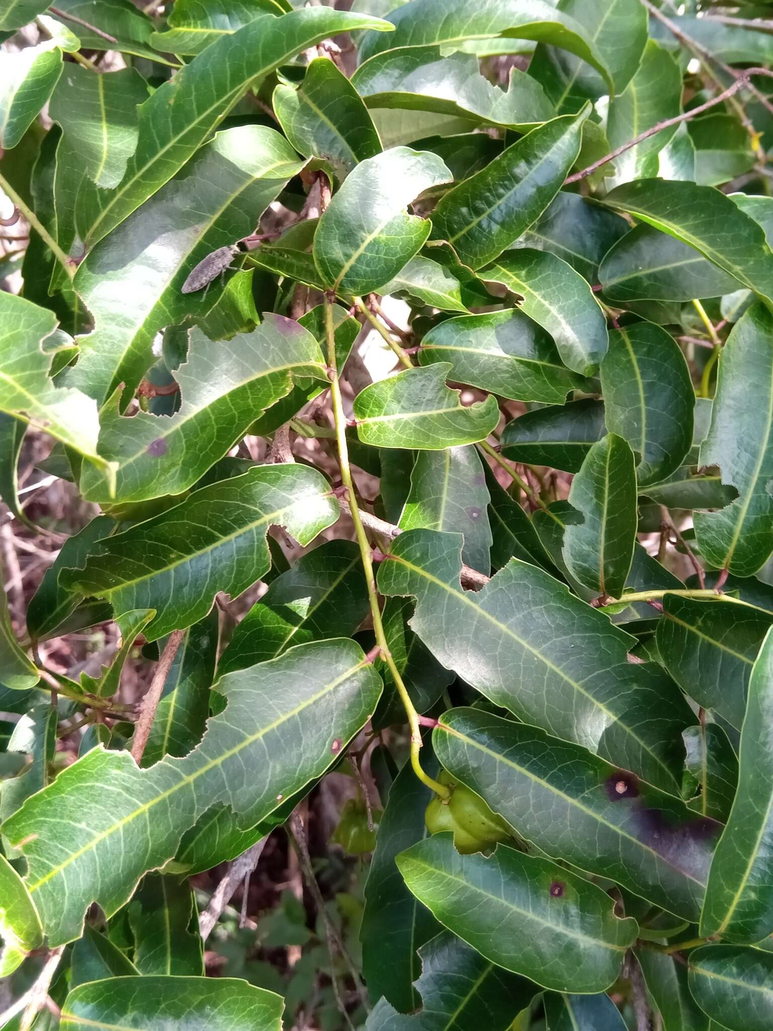 Sivun Sclerocroton melanostictus (Baill.) Kruijt & Roebers kuva