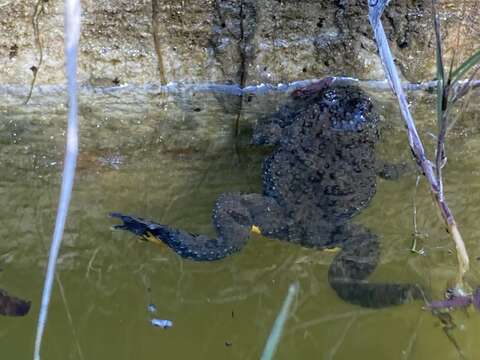 Image of Bombina variegata pachypus