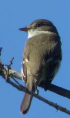 Image of Alder Flycatcher