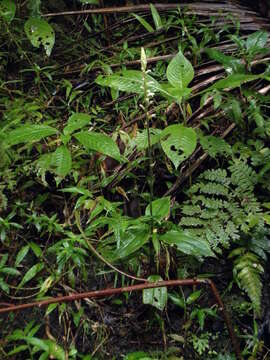 Image de Microchilus plantagineus (L.) D. Dietr.