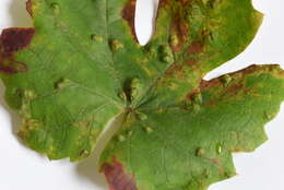 Image of Eriophyes vitis