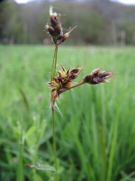 Luzula pilosa (L.) Willd. resmi