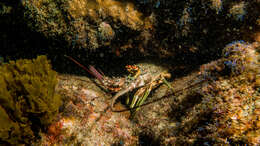 Image of Brazilian lobster