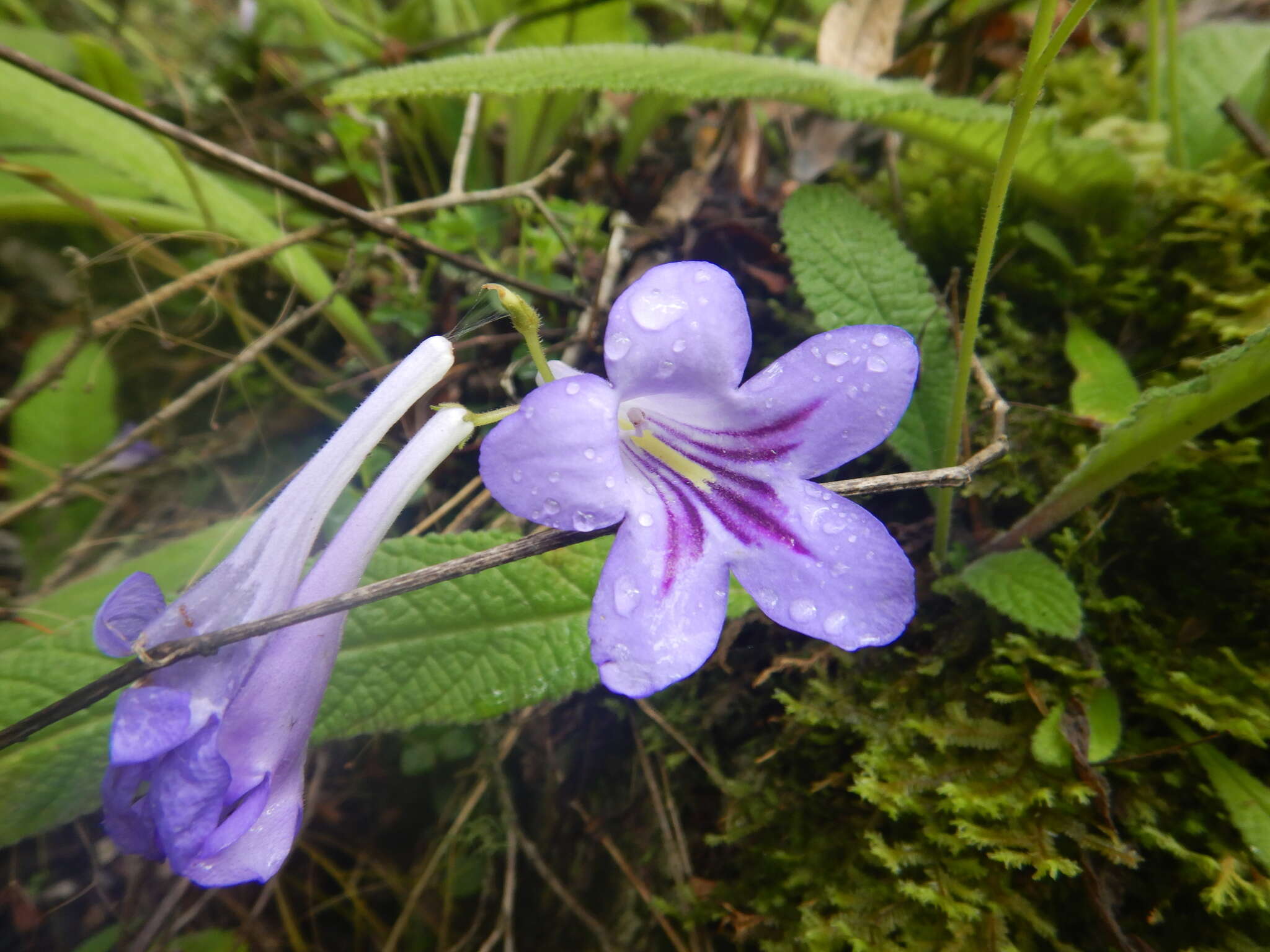 Plancia ëd Streptocarpus cyaneus S. Moore