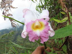 صورة Sobralia powellii Schltr.