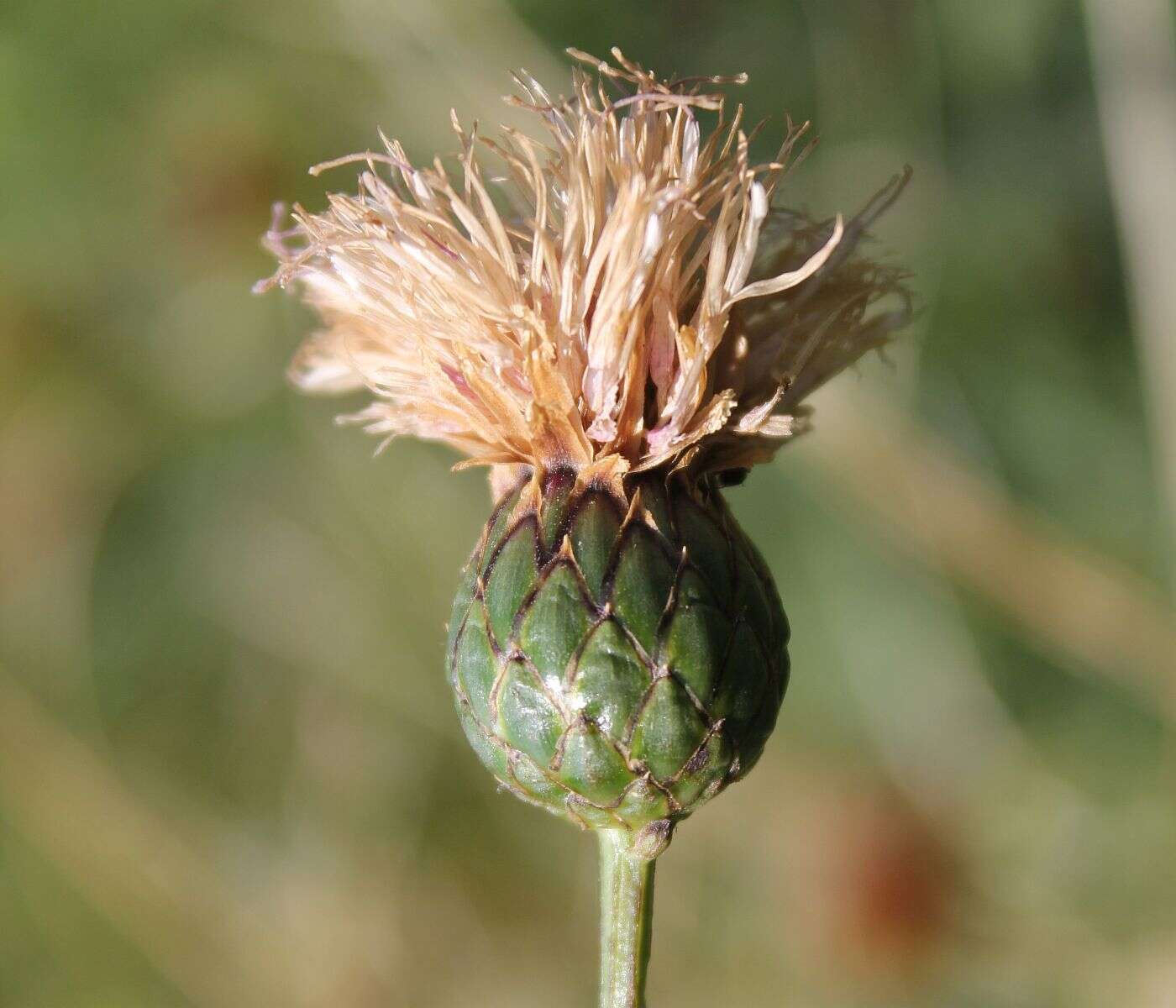 Image of Klasea lycopifolia (Vill.) A. & D. Löve