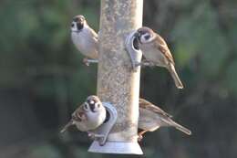 Image of Eurasian Tree Sparrow