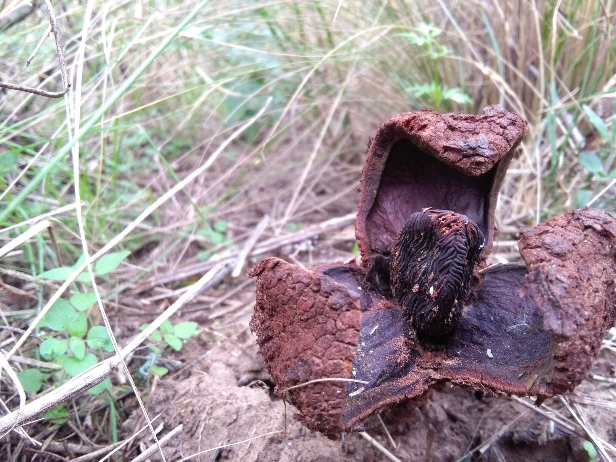 Image of Prosopanche americana (R. Br.) Baill.