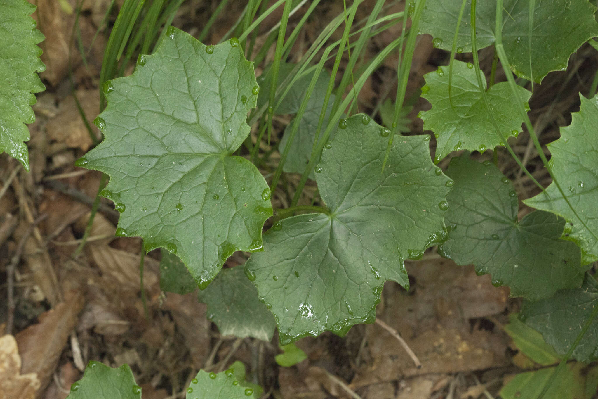 Image of Parasenecio praetermissus (Pojark.) Y. L. Chen