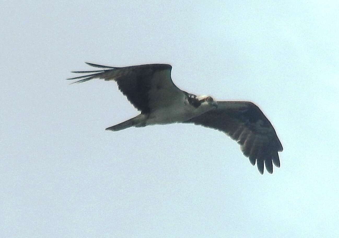 Слика од Pandion haliaetus carolinensis (Gmelin & JF 1788)