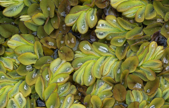 Image of Kariba-Weed