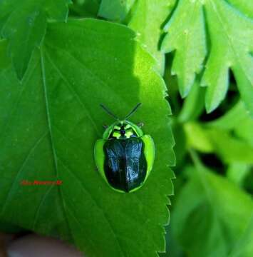 Слика од Physonota calcarata (Boheman 1854)