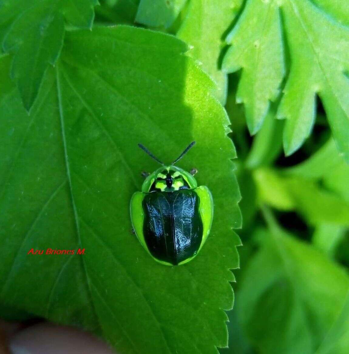 Слика од Physonota calcarata (Boheman 1854)