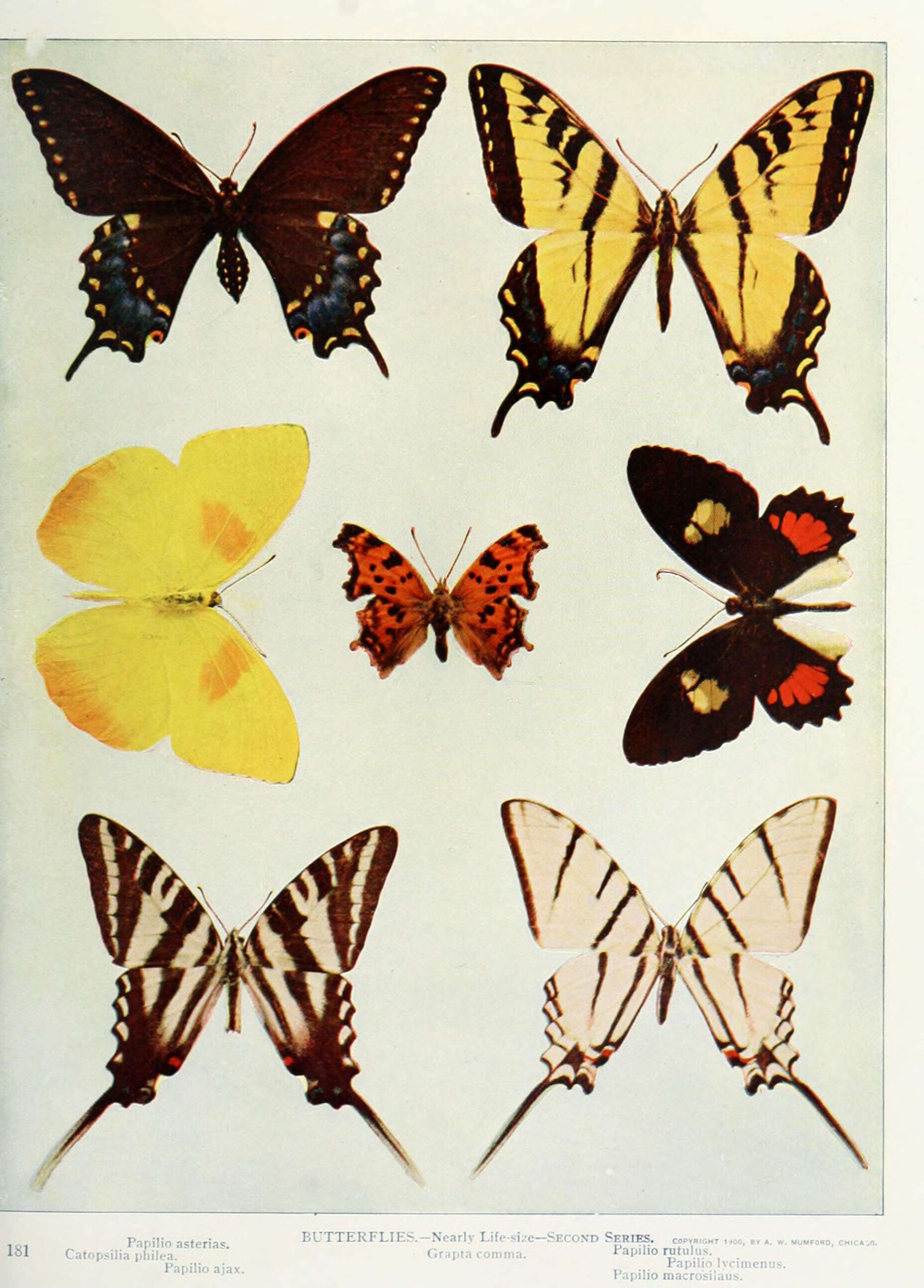 Sivun Papilio torquatus Cramer (1777) kuva