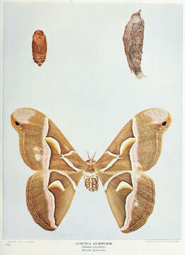 Image of Ailanthus Silkmoth
