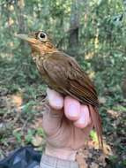 Image of Buff-throated Foliage-gleaner