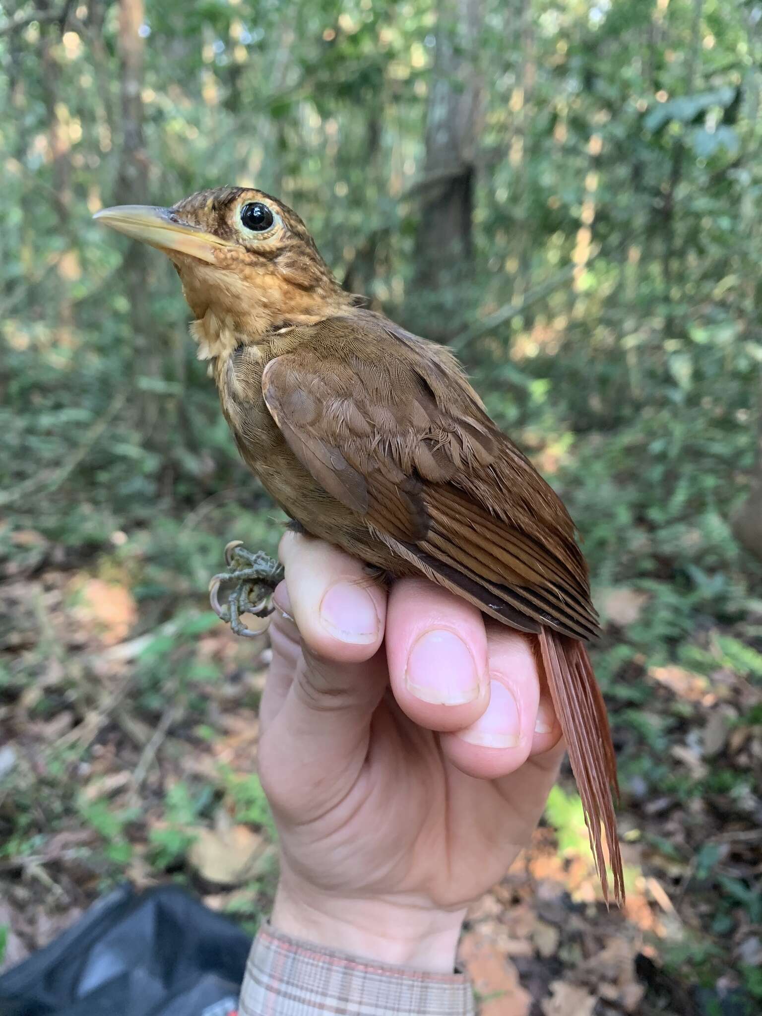 Image of Buff-throated Foliage-gleaner