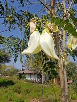 Слика од Sesbania grandiflora (L.) Pers.