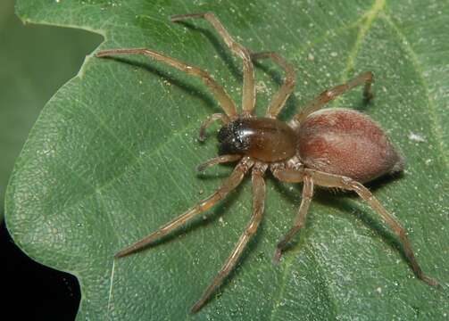 Image of Sac spider