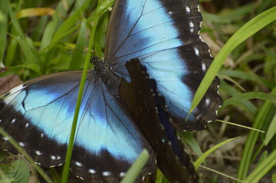 Sivun Morpho menelaus Linnaeus 1758 kuva