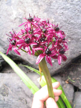 Image of Allium wallichii Kunth